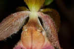 Pink lady's slipper <BR>Moccasin flower